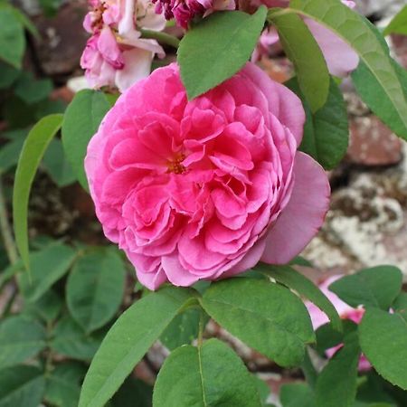 Braybrooke Cottage, Saffron Walden Luaran gambar